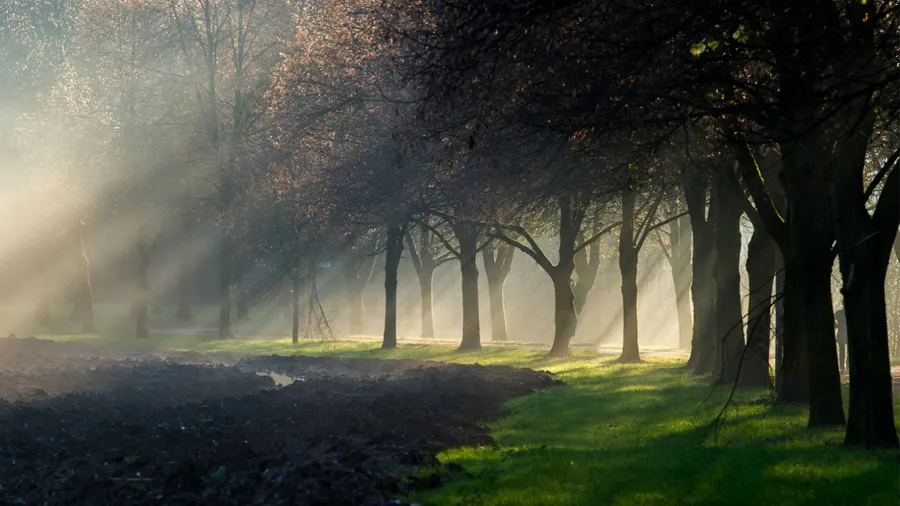 Sun rays shining through the misty fog that lingers between a beautiful avenue of trees near a field.