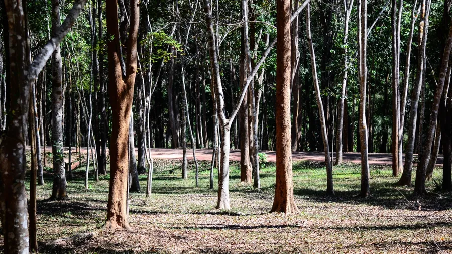 The forest near to dry.