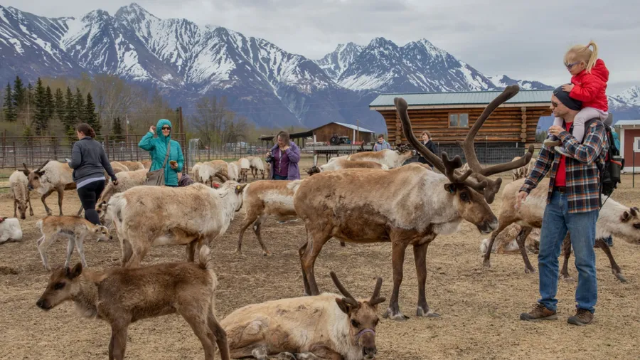 Palmer, Alaska, USA 5-20-21 Tame Reindeer on a Hobby Farm