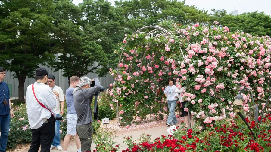 The Rose Festival is taking place at the Rose Square in Olympic Park, and people are taking commemorative photos.Seoul, South Korea 2025.5.31