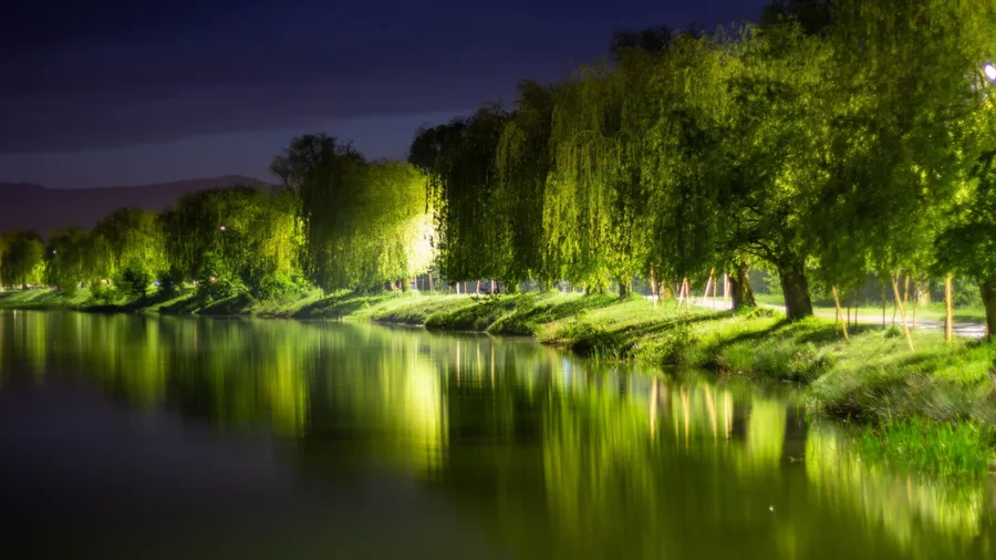 Night view of riverside with illuminated trees reflecting in calm water, creating a magical and dreamy atmosphere.