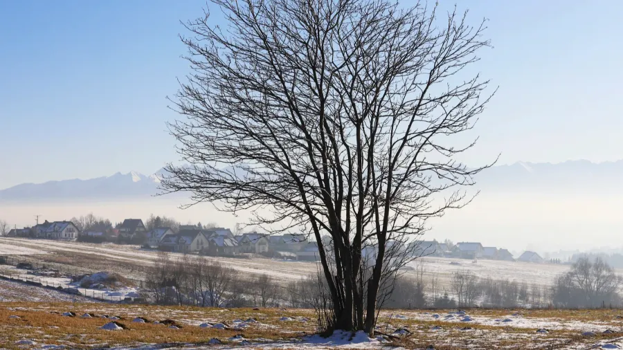 a lonely tree on the field conceptual image on global