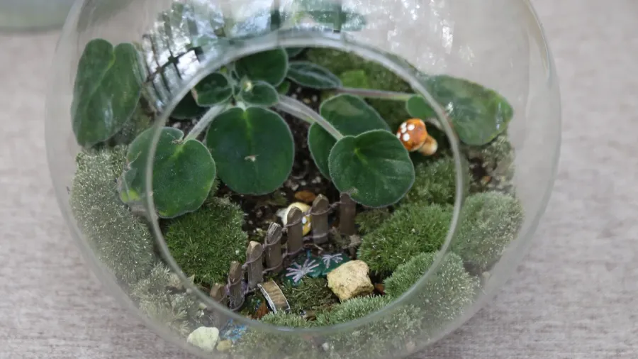 a small glass vase with moss and a plant inside