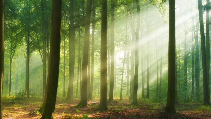 beautiful morning in the forest