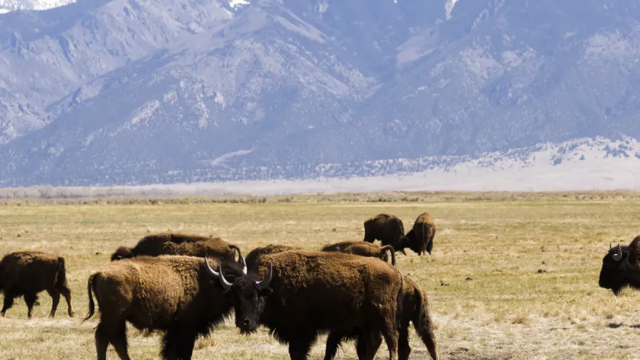 buffalo ranch