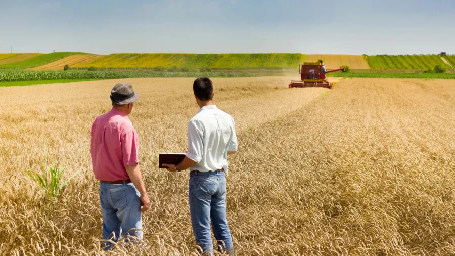 business people on wheat field