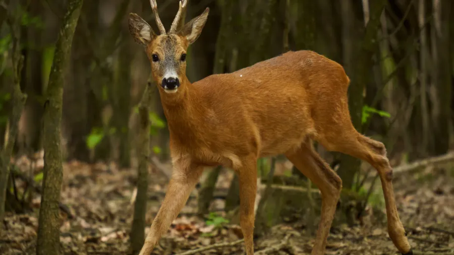 cautious roebuck capreolus capreolus in an oak forest looking around