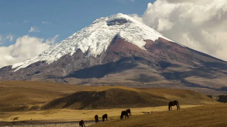 cotopaxi volcano and wild horses