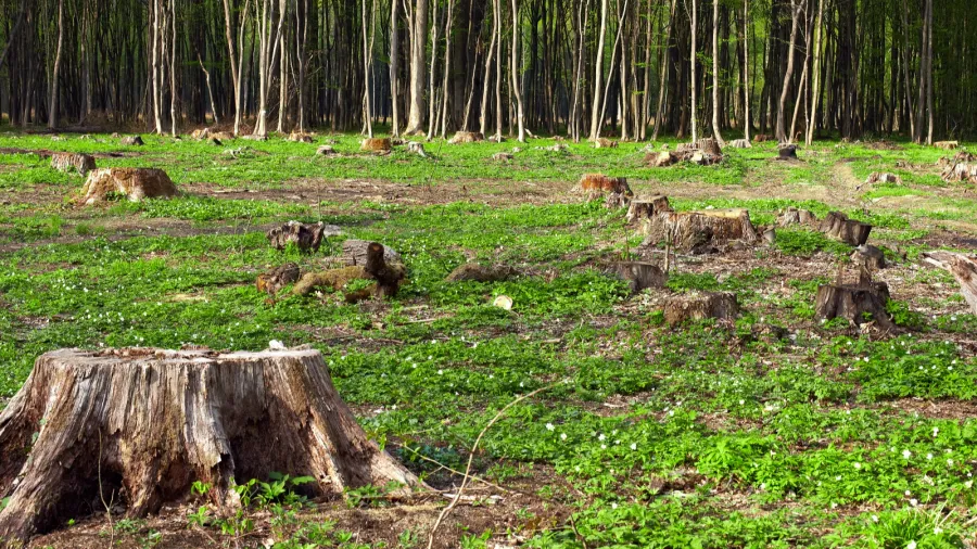 deforestation of beautiful pristine forest areas