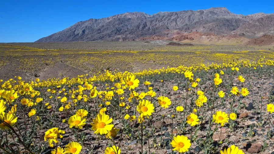 desert gold 6