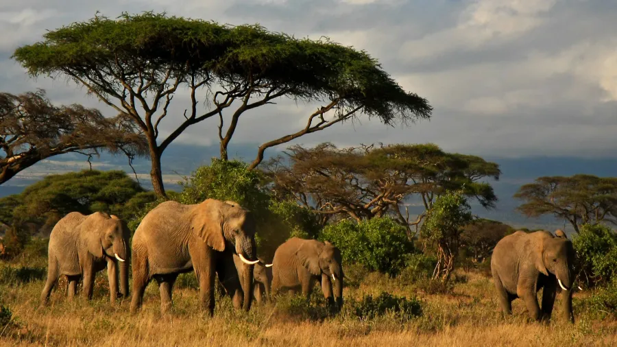elephant family in front of mt kilimanjaro kenya