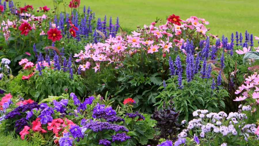 flowerbed