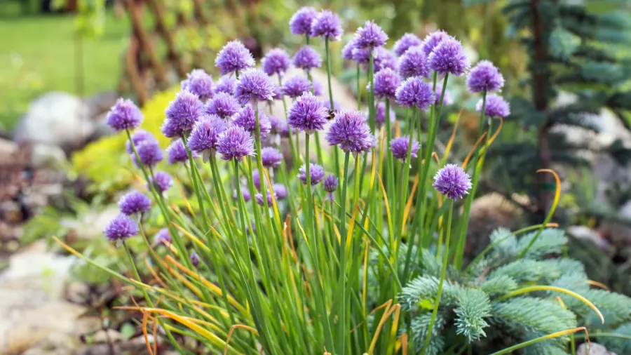garden allium flower bed