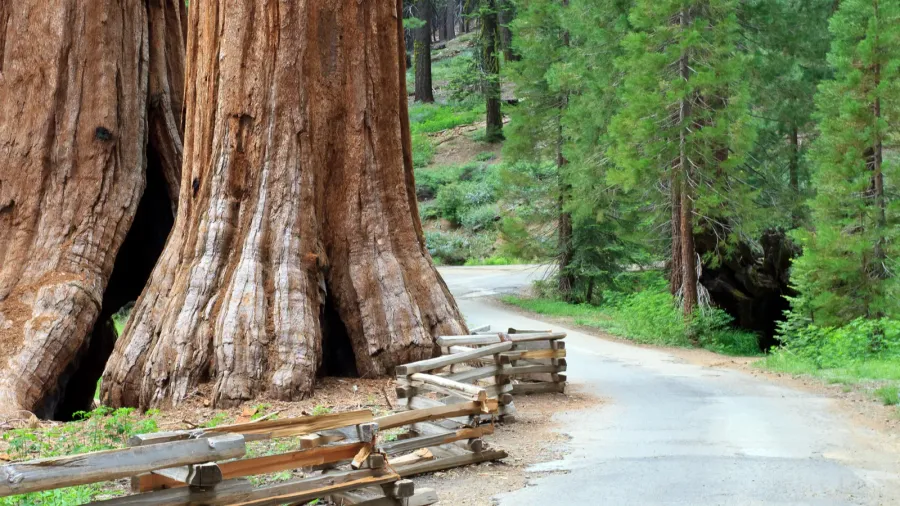 giant sequoias