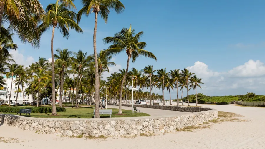 green palm trees in modern park with benches against blue