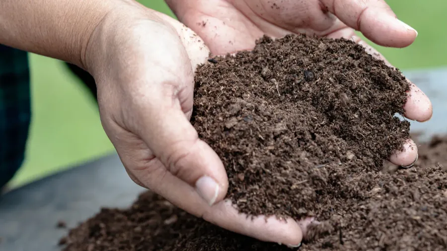 A man holding fresh topsoil in his hands for gardening.