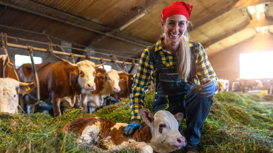 happy female farmer kneeling beside resting calf in cowshed with