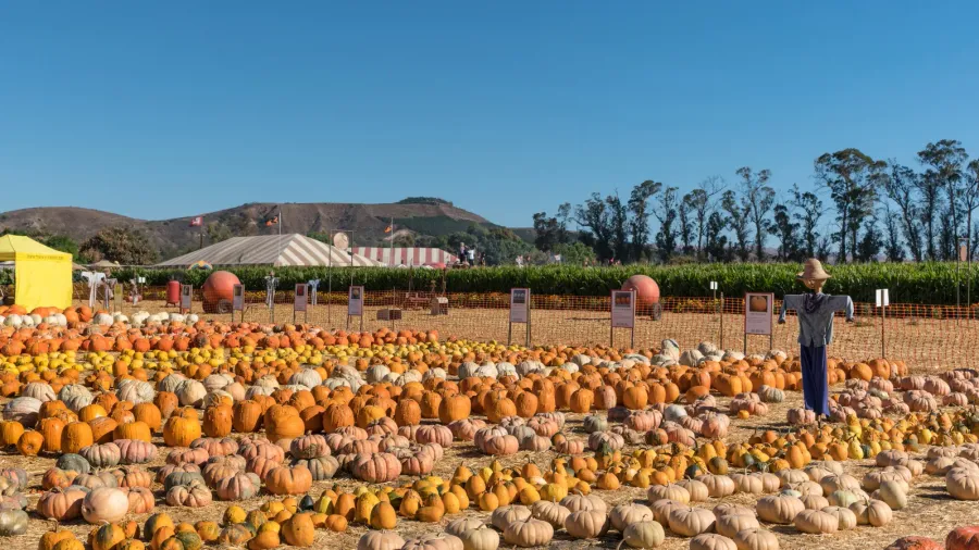 harvest festival field with pumpkins and scarecrows moorpark un