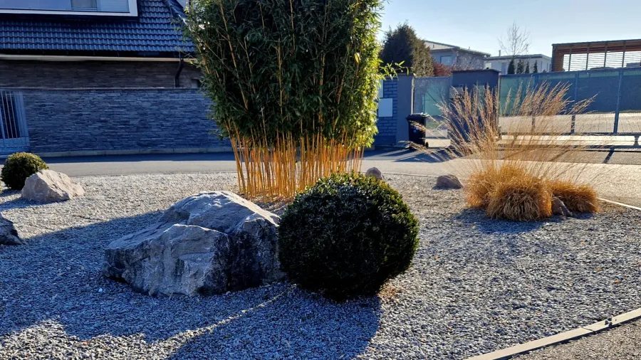 jumbo is an old bamboo favourite with soft green pointed