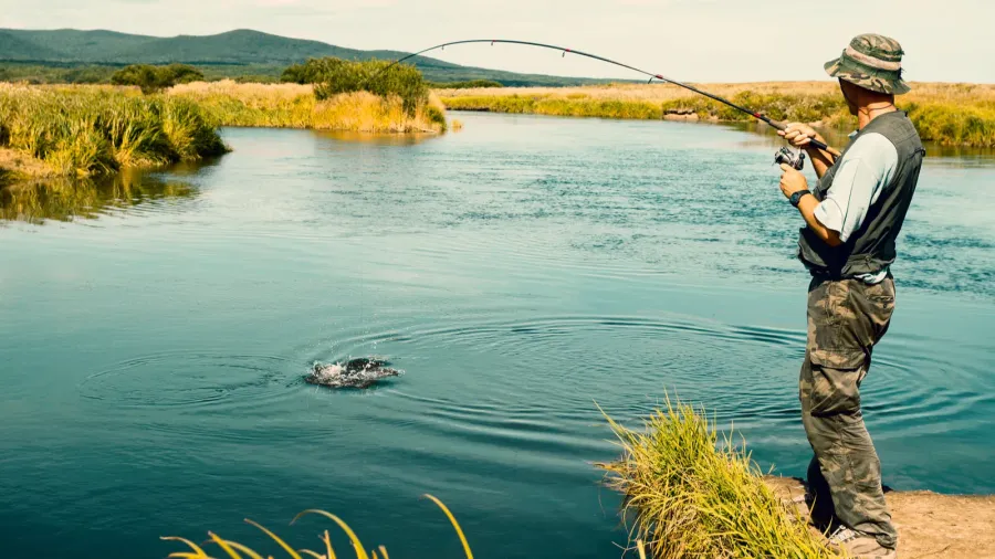 middle aged man fishes caught pink salmon from the river
