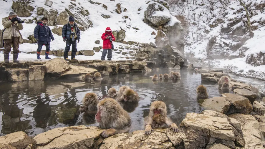 monkey park