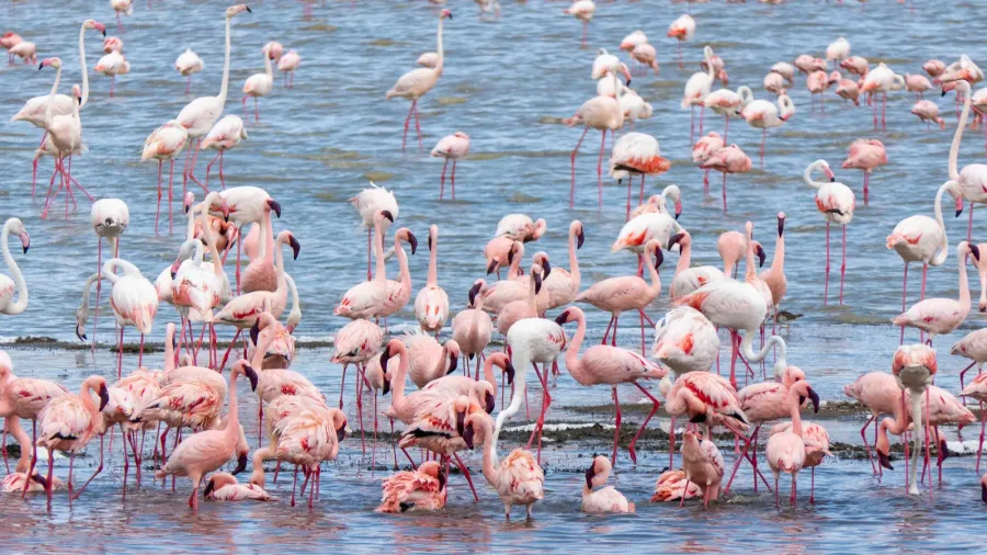 ngorongoro tanzania october 25 2023 ngorongoro pink flamingos in a