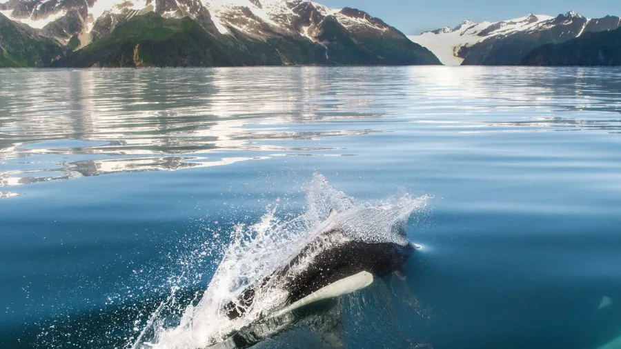 orca in alaska
