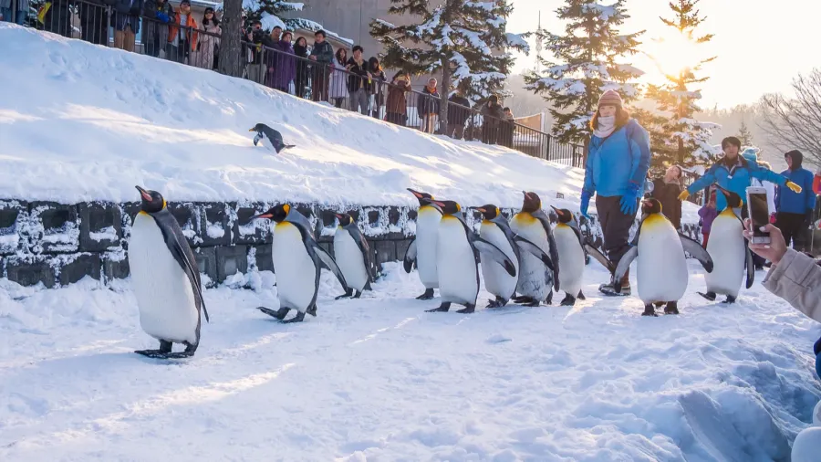 penguin parade time