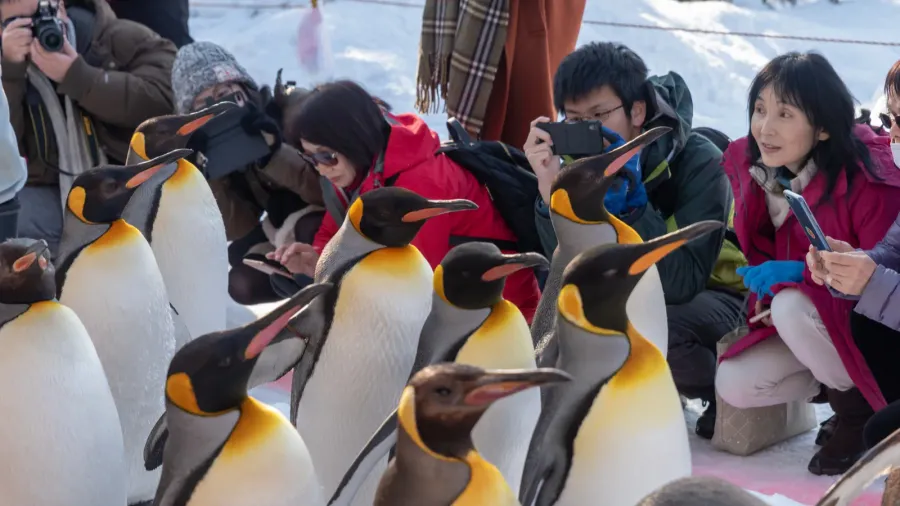 penguin walking parade at asahiyama zoo