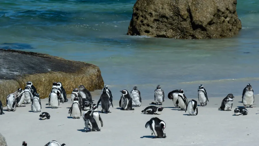 penguins at boulders beach in simons town south africa