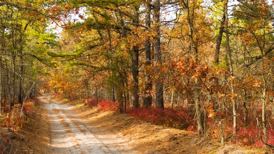 pine barrens road