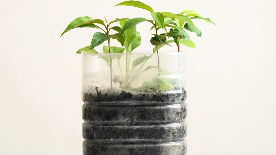 plastic bottles water diy for planting vegetable plant and decoration
