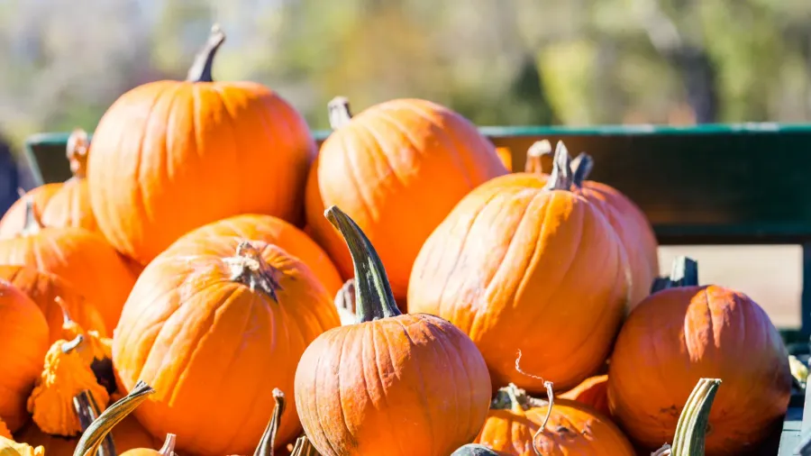 pumpkin patch