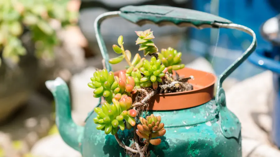 reused planter ideas secondhand kettles saucepans old teapots turn into