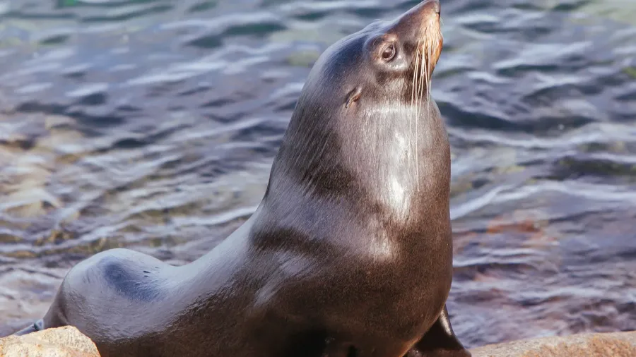 seal in narooma inlet australia