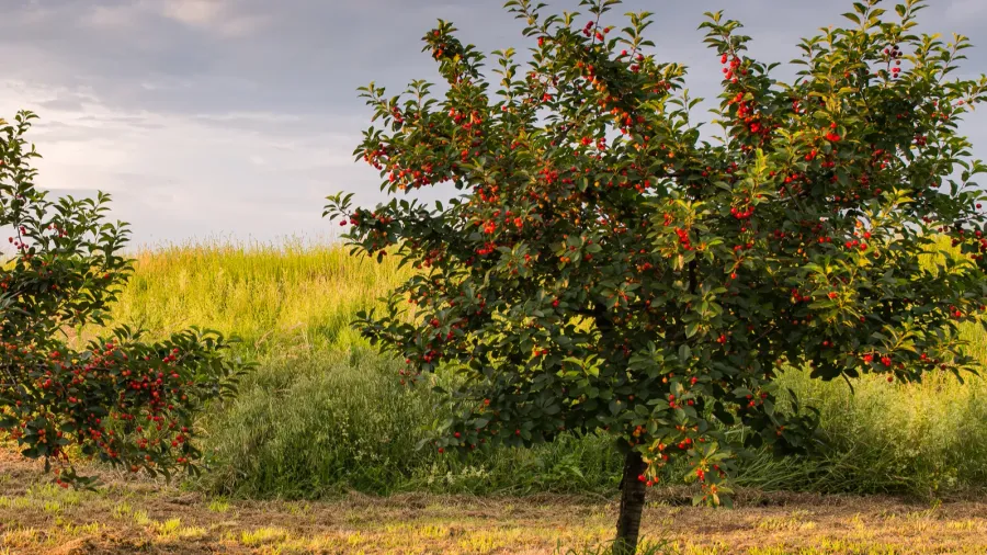 sour cherries on the tree stick with leaves