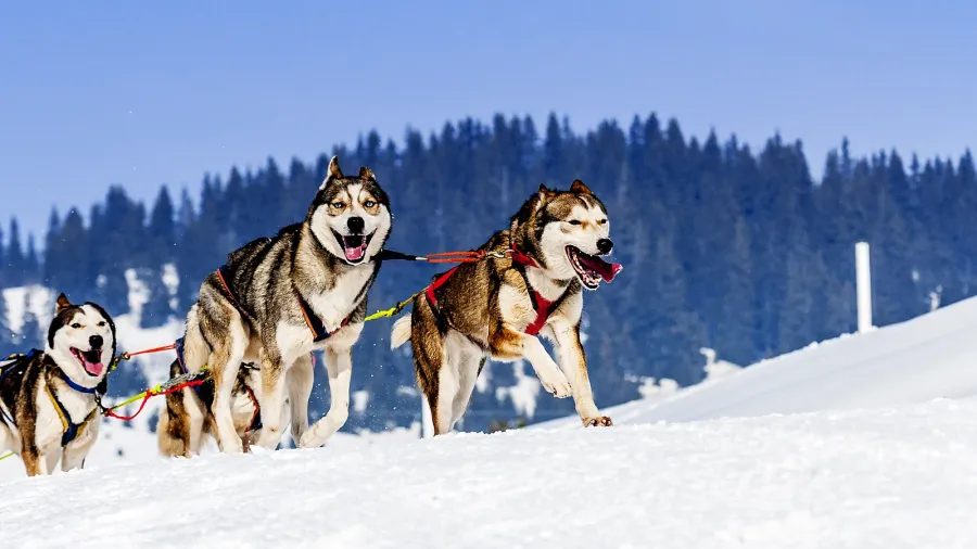 sportive dogs