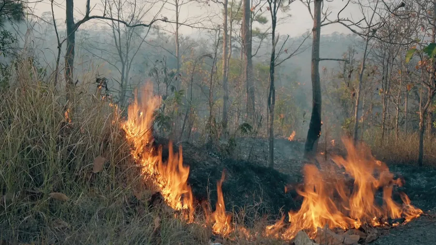 the climate crisis big flame in national park while dry