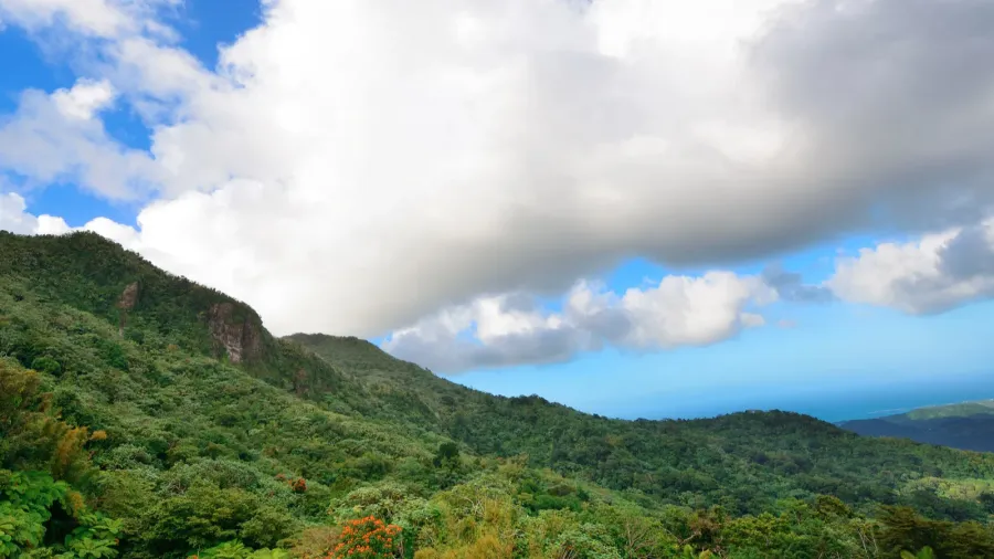 tropical rain forest in san juan