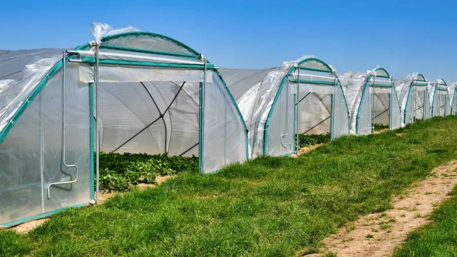 tunnel dome greenhouses