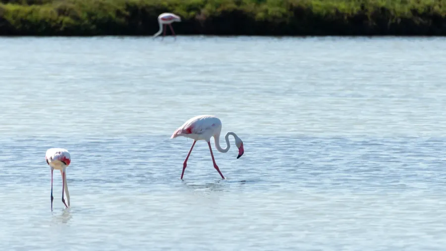 two flamingos search for food in the calm waters of
