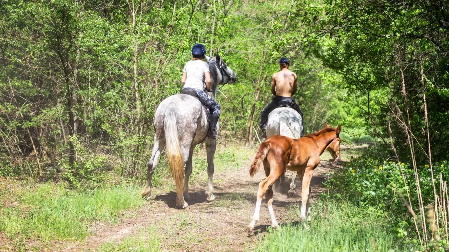two riders walking in green forest by horses little cute