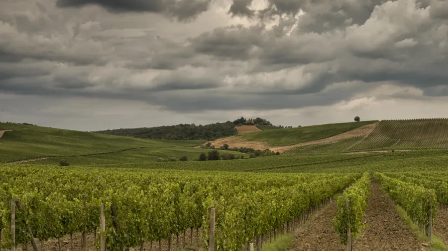 vineyards in tuscany