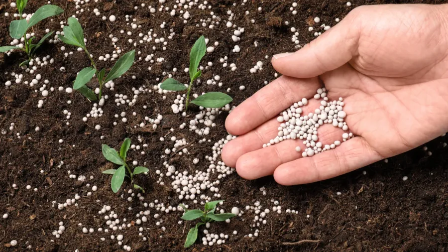 A hand sprinkles white granules of fertilizer over young plants in soil.