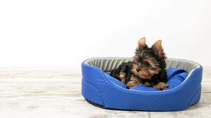 yorkshire terrier puppy sleeping in a room on a dog