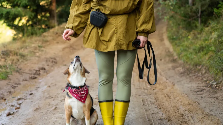young woman with a beagle dog walking in the forest
