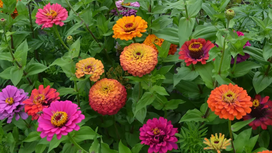 zinnia a genus of annual and perennial grasses and dwarf